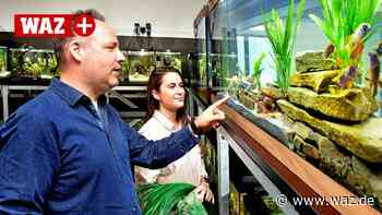 Hardenstein-Schule in Witten setzt nach Sanierung Maßstäbe - Westdeutsche Allgemeine Zeitung