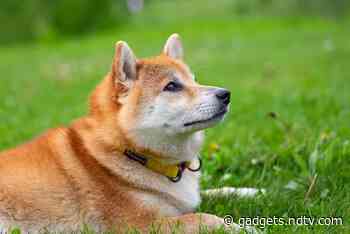 SHIB Whale Buys 6.3 Trillion Shiba Inu Tokens Over Two Days, Boosting Prices