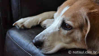 Imbituba: feira de adoção de pets ocorre nesta semana - Notisul