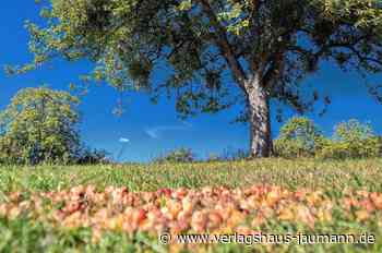 Steinen: Fokus liegt auf Streuobstwiesen - Steinen - www.verlagshaus-jaumann.de