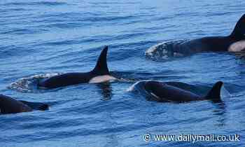 New type of killer whale that preys on large sea mammals is discovered off the west coast of the US