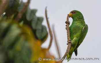 [Animalia] Loros: aves en cautiverio que anhelan libertad - El Sol de Cuernavaca