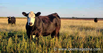 U.S. cattle market report published for Congress, USDA