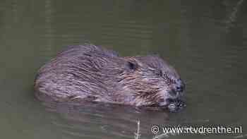 Het nieuwe Kenniscentrum Bever benoemt knelpunten en oplossingen - RTV Drenthe