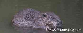 Officiële opening Kenniscentrum Bever - Nature Today