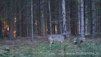 Bijzondere dierenvideo's: van goudwesp tot bever Bikkel - RTV Drenthe