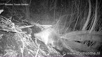 Bever Bikkel heeft een jong - RTV Drenthe
