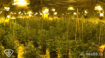 Major cannabis bust in Carleton Place, Kanata - Lake 88.1 - lake88.ca