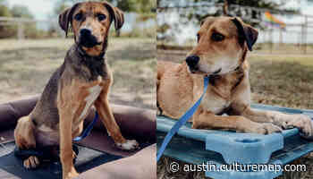 Willie Nelson's family works with APA! to rescue dogs belonging to Austin music legend - CultureMap Austin