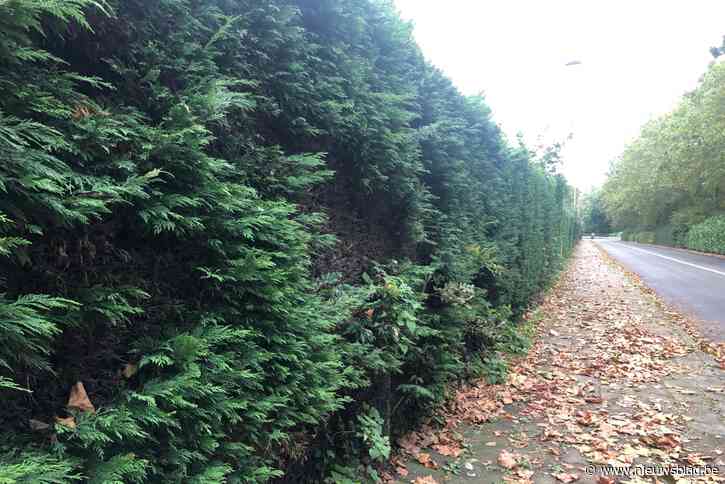 District Wilrijk plant nieuwe lange haag in Kerkeveldstraat