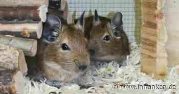 Tierheim Bamberg: Rund 90 Degus im Schwarzwald gerettet - süße Nager warten auf Vermittlung