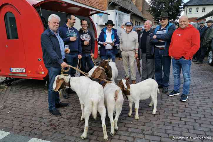 Meer dan 70 geiten en schapen op keuring
