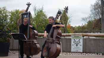 Toronto Zoo collaborates with Toronto Symphony Orchestra on digital concert - CTV News Toronto