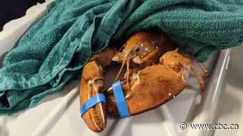 Rare orange lobster rescued from Ontario grocery store, moved to Toronto aquarium - CBC.ca