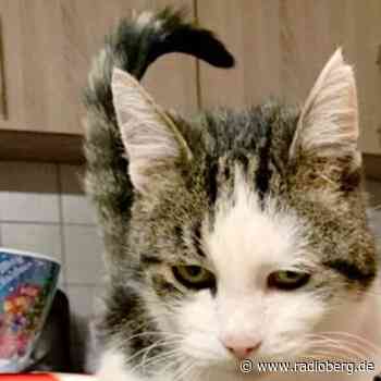 Katze Franzi in Engelskirchen-Wallefeld vermisst - radioberg.de