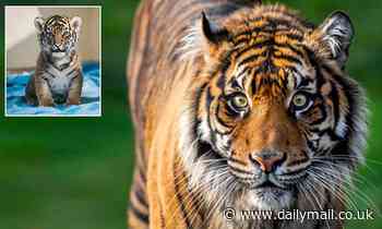 Rare Sumatran tiger brought to zoo for breeding program killed by her would-be mate