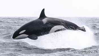UBC researchers discover new kind of killer whale that preys on large sea mammals