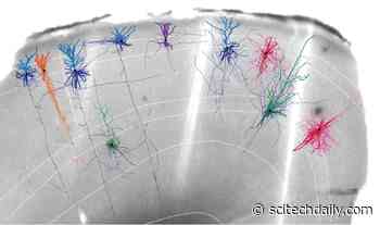 Neuroscientists Built an Ultra Detailed Map of the Brain Motor Cortex, From Mice to Monkeys to Humans