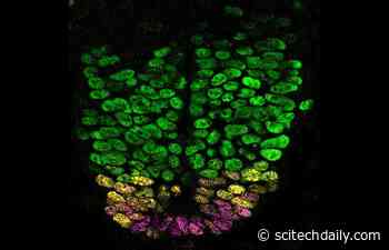New Research on Genetically Susceptible Mice Shows THC/Cannabis Causes Birth Defects