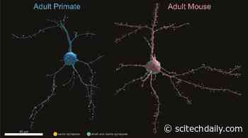 Scientists Surprised To Find Primate Neurons Have Fewer Synapses Than Mice in Visual Cortex