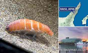 Crustacean that looks just like a piece of sushi becomes star attraction at Japanese aquarium 