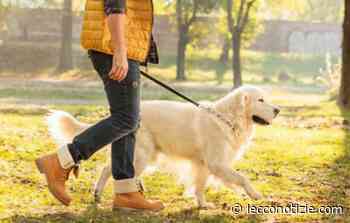 Lecco | Domenica la "Passeggiata a 6 zampe" alle pozze di Bonacina - Lecco Notizie