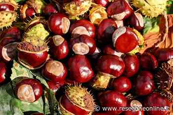 Lecco una castagnata insieme alla Croce Rossa - ResegoneOnline