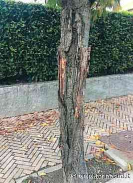 ORBASSANO - Alberi a rischio crollo: abbattuti lungo via Trento il 47% degli esemplari - TorinoSud