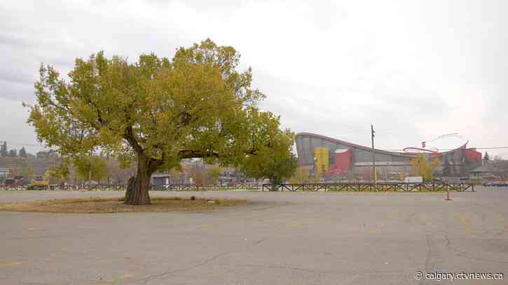 Calgary's largest elm tree near the Stampede grounds won't be relocated