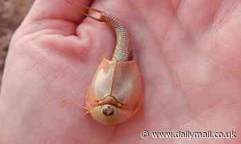 Bizarre three-eyed 'dinosaur shrimp' emerge in lake formed by torrential downpours in Arizona