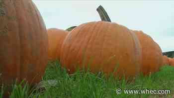 Pumpkin season arrives at Wickham Farms