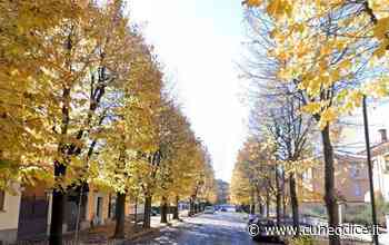 Caso tigli a Fossano, i Radicali: ˝Pare che il Sindaco stia facendo di tutto per peggiorare la situazione˝ - Cuneodice.it
