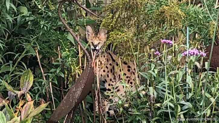 Fauchende Wildkatze tummelt sich in Garten im Münsterland - Süddeutsche Zeitung