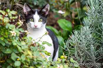 Fütterverbot: Streunende Katzen kosten Stadtlohn 25.000 Euro im Jahr - Ruhr Nachrichten