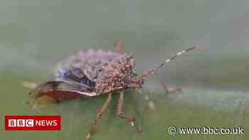 Stink bug discovery raises fears of threat to crops