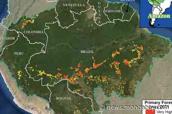 Brazil leads Amazon in forest loss this year, Indigenous and protected areas hold out - Mongabay.com