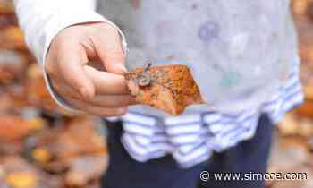 5 things to know about forest school in Simcoe County - simcoe.com