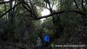 Meet the Jordanian architect who grew an 100-year-old forest in 10 years - Euronews