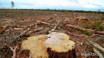 Soaring lumber prices triggered look at "profitability" of N.B. forest companies, but no action - CBC.ca