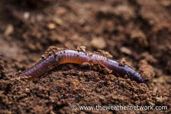 Invasive earthworms in the boreal forest could contribute to climate change - The Weather Network