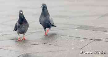 Oud-officier vervolgd voor doodschieten duif: “Wilde het dier enkel wegjagen!” - Het Laatste Nieuws