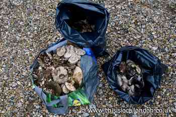 Epping Forest threatened by commercial mushroom pickers