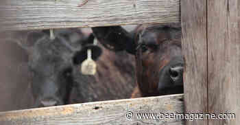 Australia sets sights on U.S. beef export markets