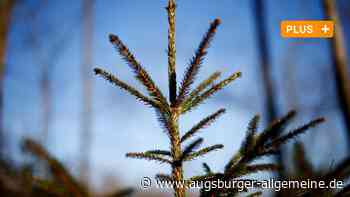 Der Kreis Neu-Ulm will 100.000 Bäume pflanzen – und ist schon recht weit