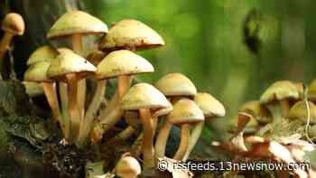Suffolk Parks & Recreation holding free mushroom foraging event at Sleepy Hole Park
