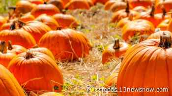 Hayrides, corn mazes and pumpkin patches: Hampton Roads fall adventure guide