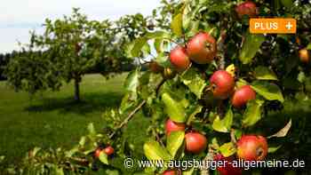 Wo Bürgerinnen und Bürger im Landkreis Neu-Ulm kostenlos Obst bekommen
