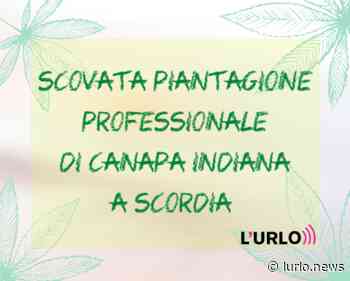 Piantagione di erba a Scordia, preso pusher latitante per tentato omicidio - L'Urlo | News e Lifestyle