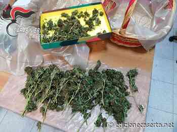 Sorpreso a essiccare 200 grammi di erba in casa, portato in cella - EdizioneCaserta
