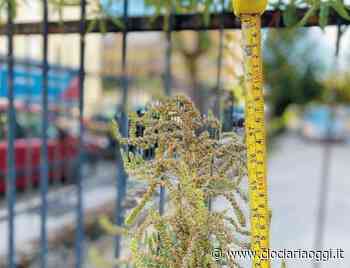 Erba alta, residenti sulle barricate: infiamma la polemica - ciociariaoggi.it